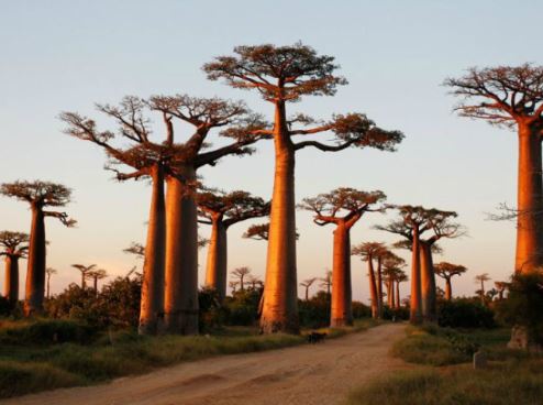 Baobab trees : हजारों साल तक जीवित रहते है बाओबाब के पेड़, वैज्ञानिकों ने किया नया शोध