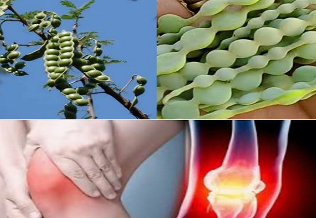 Benefits of acacia pods: घुटनों के दर्द से परेशान हैं तो महाराज जी ने बताया है सटीक उपाय, इसे अपना कर मिलेगा आराम