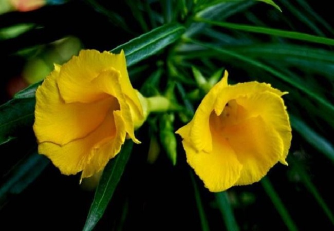 Beautiful yellow Kaner flowers