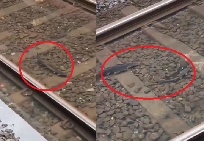 Fish were seen swimming in the railway track