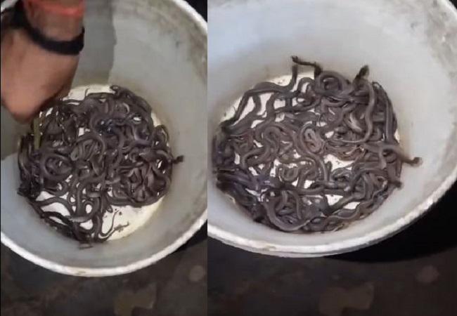 Hundreds of cobras suddenly started coming out of rat holes in the house