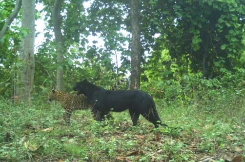 Rare Black Panther : दुर्लभ ब्लैक पैंथर छत्तीसगढ़ में देखा गया, पर्यटकों के लिए ये बड़ी खुशखबरी