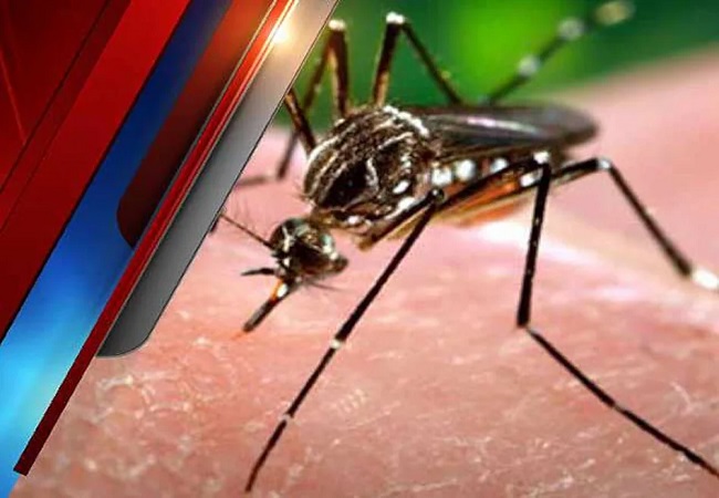 Dengue Fever में इस फल के पत्तो का सेवन होता है फायदेमंद, शुगर लेवल को भी करता है कंट्रोल