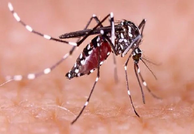 Dengue: बारिश के मौसम में बढ़ जाता है डेंगू बुखार का खतरा, ऐसे करें बचाव, ये हैं इसके लक्षण