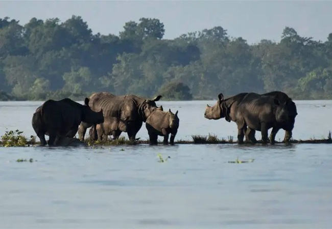 Assam Flood: काजीरंगा नेशनल पार्क में 17 जानवर पानी में डूबे, 72 को किया गया रेस्क्यू