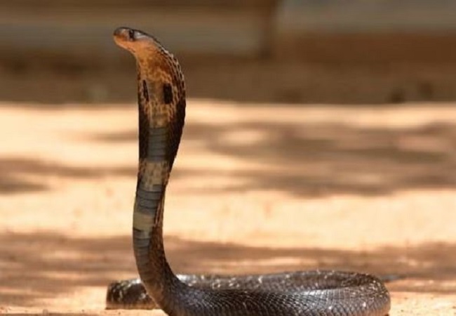 same young man was bitten by a snake six times