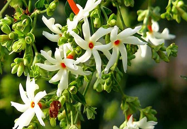 Benefits of Harsingar flowers and leaves: जोड़ों के दर्द से लेकर अस्थमा के मरीजों के लिए बेहद फायदेमंद होता है हरसिंगार के फूल और पत्तों का काढ़ा