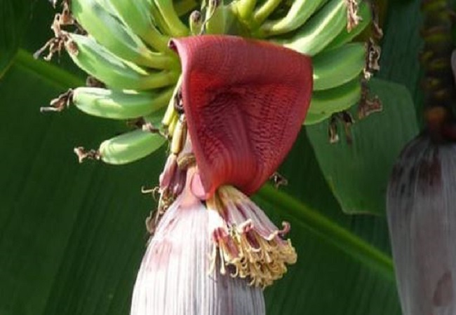 Benefits of banana flower