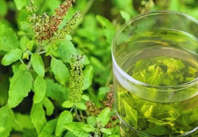 Benefits of drinking basil water: सुबह सुबह तुलसी का पानी पीने से होते हैं शरीर को कई गजब के फायदे