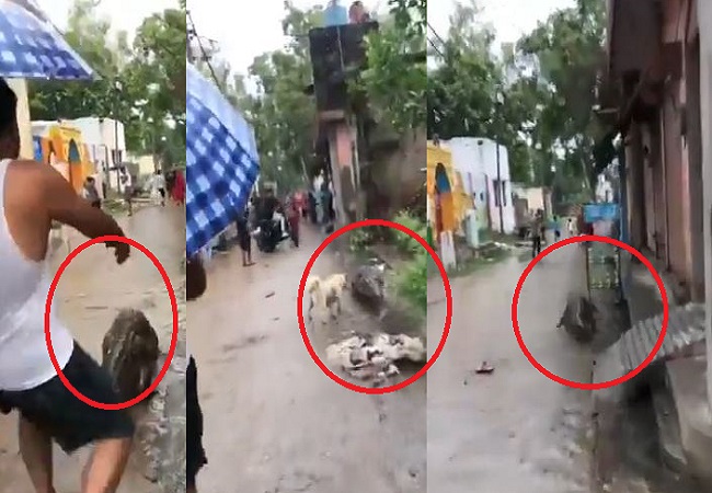 Viral video: बिजनौर में गांव में घुसा मगरमच्छ, इलाके में मचा हड़कंप, सामने आया वीडियो