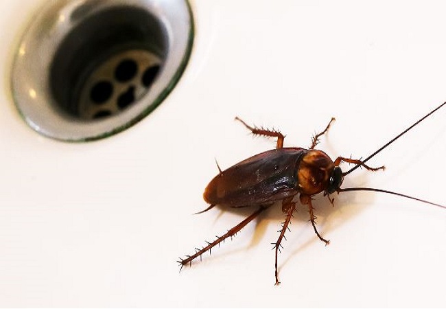 How to get rid of insects: बारिश के मौसम में घर में नजर आने लगे हैं बरसाती कीड़े मकौड़े तो इस तरह पाएं छुटकारा