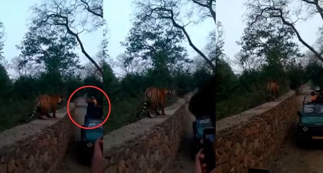 Viral Video: रणथंभौर नेशनल पार्क में सैलानियों के साथ बाघ ने की ऐसी हरकत, वीडियो देख लोग बोले- क्या रोमांच है…