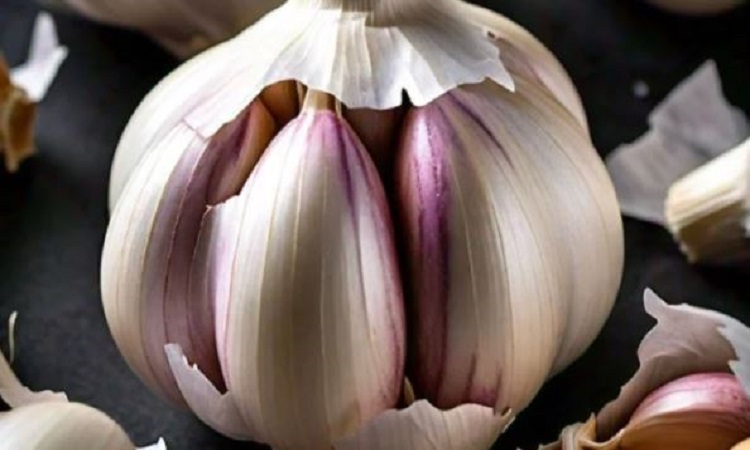 Chinese Garlic