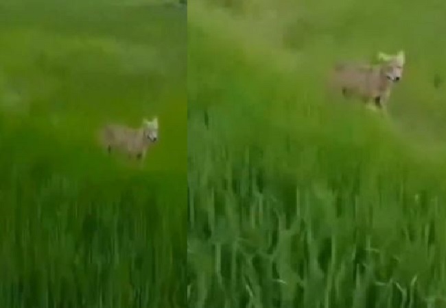 Dreaded wolf seen again in the fields of Bahraich