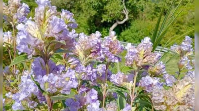 Neelakurinji flower : 12 साल में एक बार खिलता है ये खूबसूरत फूल,मैजिकल कलर बना आकर्षण