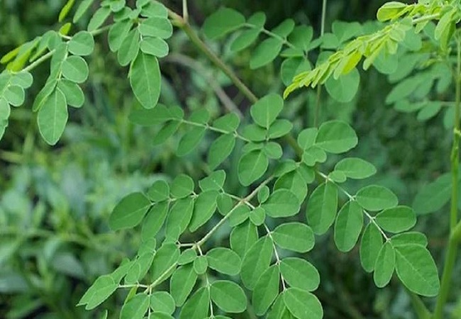 Side effects of drumstick or moringa leaves