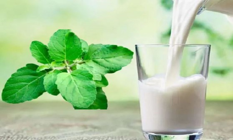 Tulsi milk