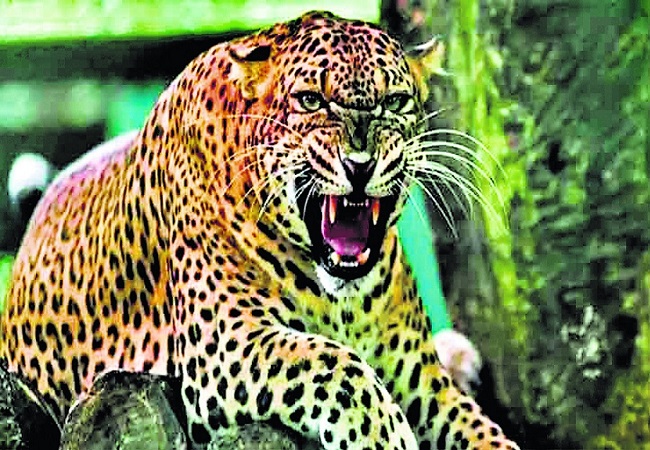 leopard terror