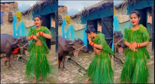 Funny Video: घास की ड्रेस पहन लड़की भैंस के सामने करने लगी डांस, फिर हुआ कुछ ऐसा …