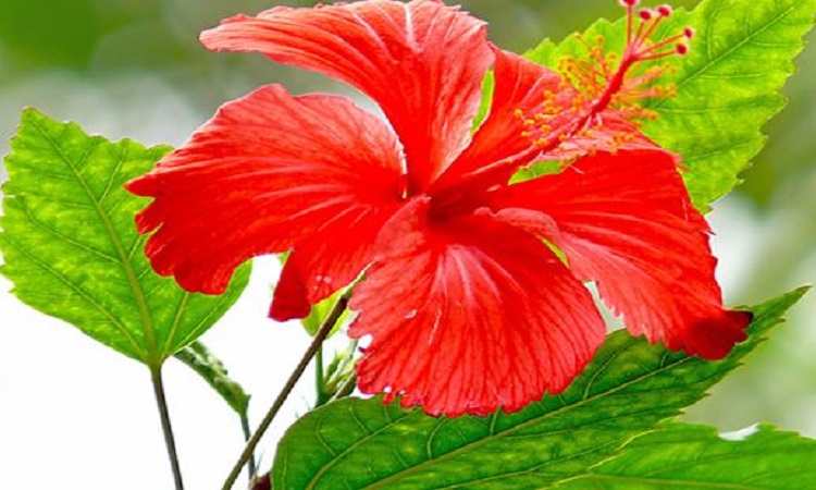 hair mask of hibiscus flowers