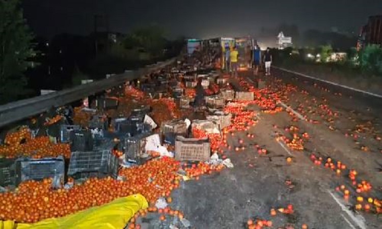 Video of looting free tomatoes: टमाटर से भरा ट्रक पलटा, बटोरने के लिए मच गई लूट, सुरक्षा में रातभर पहरा देती रही पुलिस