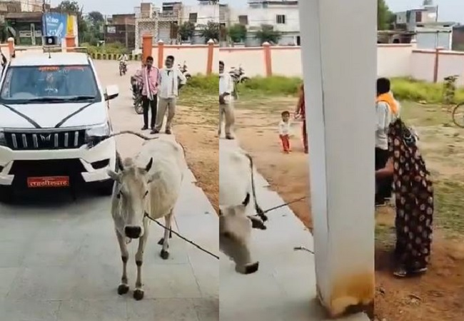 woman reached SDM office with a complaint and brought the cow with her.