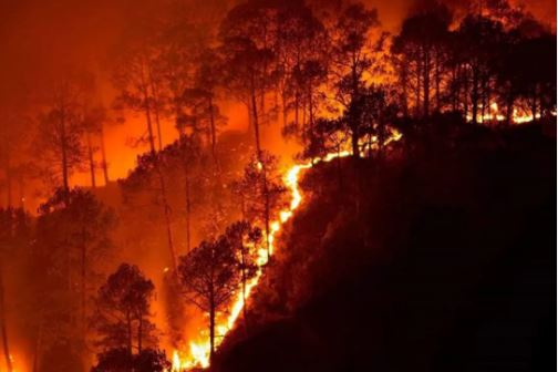 California forest fire : कैलिफोर्निया के जंगल में तेजी से फैली आग , लोग पलायन के लिए मजबूर