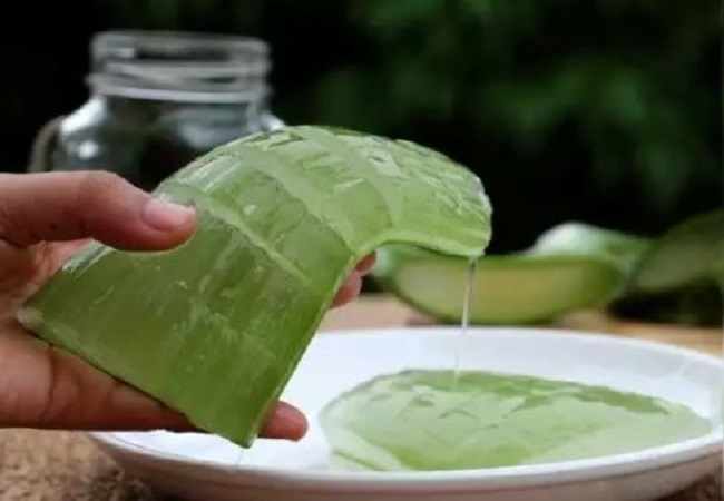 aloe vera