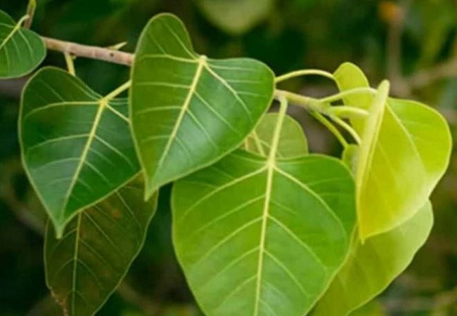 Benefits of peepal leaves: पीपल के पत्तों को उबाल कर पीने से शरीर में होते हैं ये गजब के फायदे