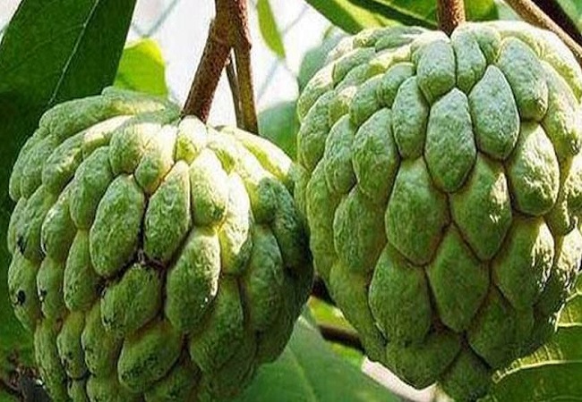 Benefits of eating custard apple: बीपी और दिल से संबंधित बीमारियों से बचाता है शरीफा, खाने के होते हैं कई फायदे