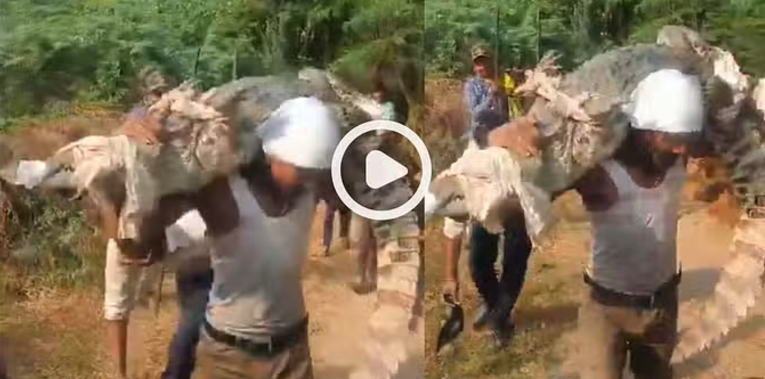 Shocking Video: मगरमच्छ को कंधे पर उठाए देख लोगों के पैरों तले खिसकी जमीन, देखें वीडियो