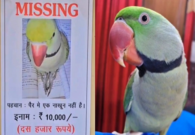 Posters of missing parrot: मेरठ में तोते की गुमशुदगी के लगे पोस्टर, ढूंढ कर लाने वाले को मिलेगा दस हजार का ईनाम