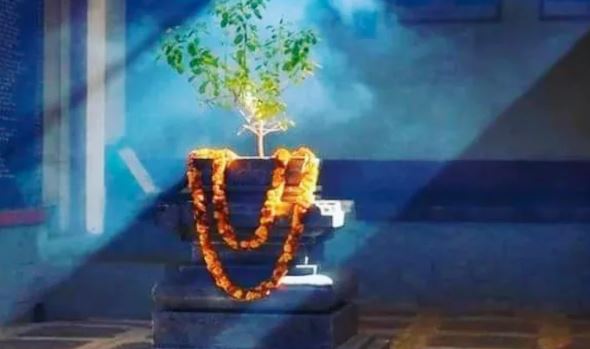 Tulsi Pujan Divas 2024 : आज मनाया जा रहा तुलसी पूजन दिवस, जानिए पूजा विधि