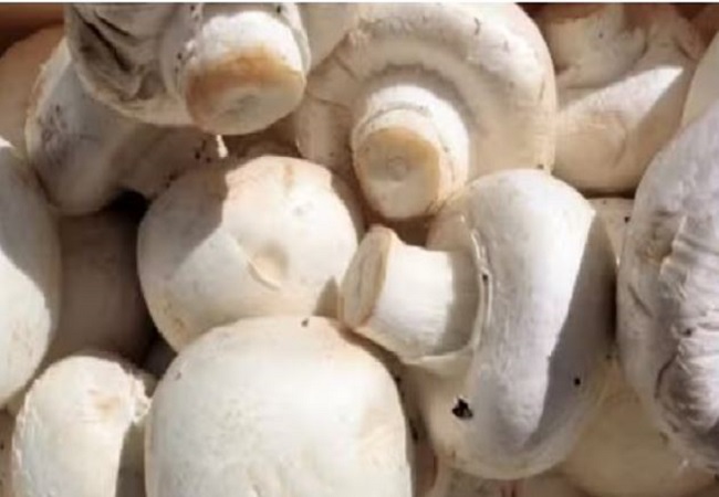 Tips to keep mushrooms fresh: मशरुम को लंबे समय तक ताजा रखने के लिए फॉलो करें ये टिप्स