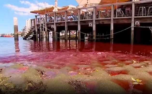 Sydney Sea Water Turned Red : सिडनी बंदरगाह पर समंदर का पानी हुआ लाल , स्थानीय लोग डरे