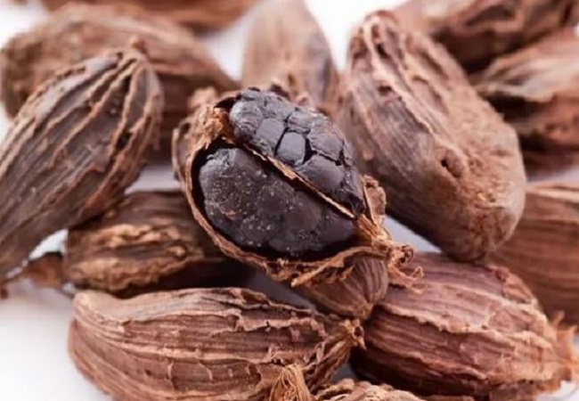 Benefits of black cardamom: ठंड से कंपकपाते रहते हैं तो काली इलायची शरीर को पहुंचाएगी गर्मी, फायदे जानकर रह जाएंगे हैरान