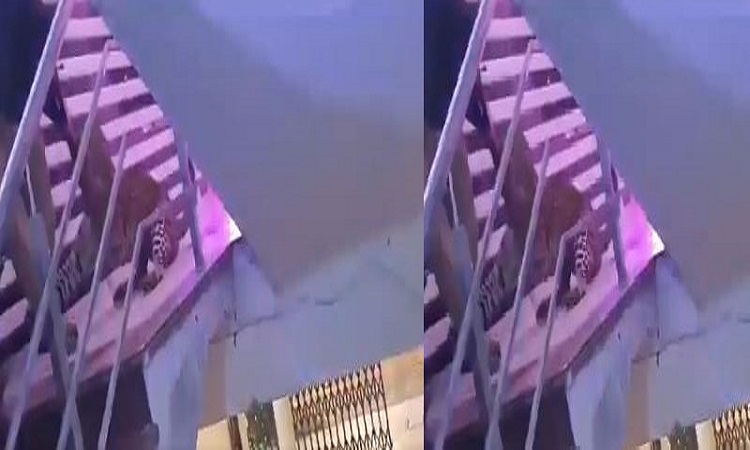 Lucknow News: पारा इलाके में मैरिज हॉल में घुसा तेंदुआ, शादी समारोह में आये मेहमानों में मचा हड़कंप, कई लोग घायल