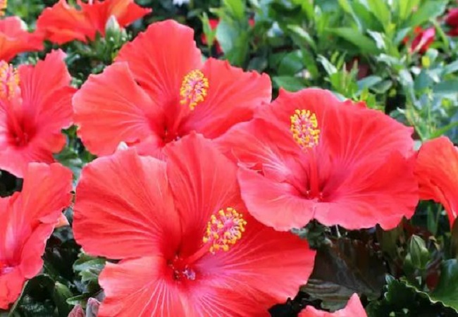 Make hibiscus flower face pack and toner: स्किन को हेल्दी और ग्लोईंग बनाने के लिए गुड़हल के फूल का इस तरह करें इस्तेमाल