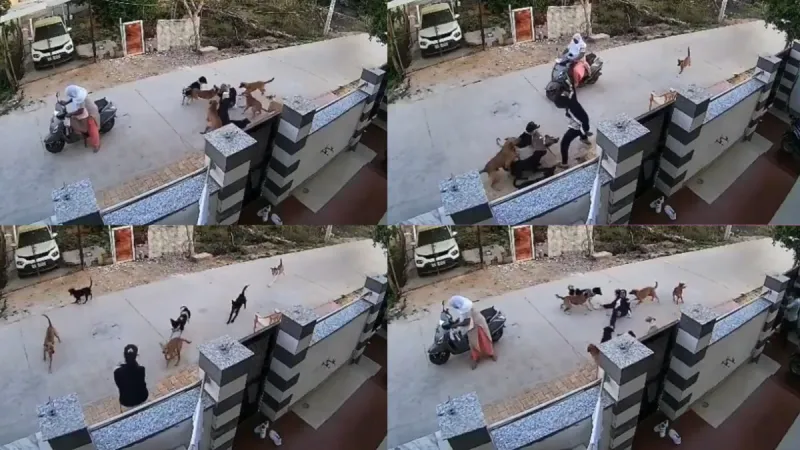 Video-अलवर में आवारा कुत्तों का आतंक, 18 साल लड़की पर कुत्तों झुंड के हमले का ये वीडियो देख दहल जाएगा दिल