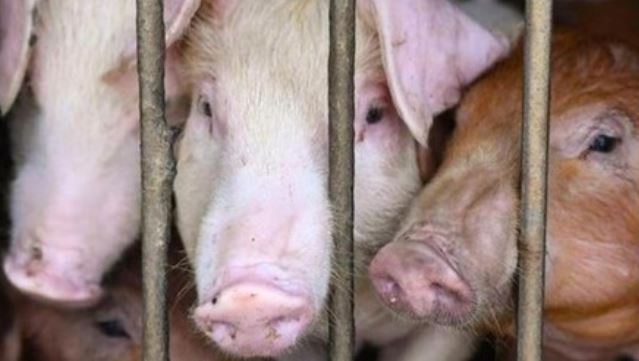 African swine fever in Mizoram : मिजोरम में अफ्रीकी स्वाइन फीवर के कारण 3,050 से अधिक सूअरों की मौत