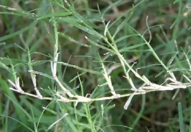 Benefits of dube grass: लीवर, कब्ज और मुंह के छालों से छुटकारा दिलाने में मदद करती हैं गणेश भगवान को चढ़ने वाली दूब घास