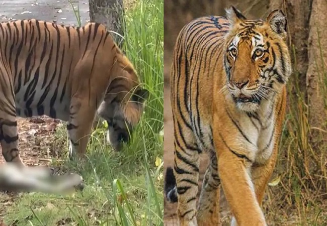 Video Viral : पीलीभीत टाइगर रिजर्व में अजगर खाने से बाघ की हालत बिगड़ी, निगरानी के लिए लगाए गए कैमरे