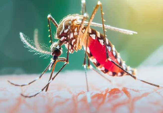 World Malaria Day 2025: घर के आस पास भी नहीं भटकेंगे मच्छर, बस इन उपायों को करें फॉलो