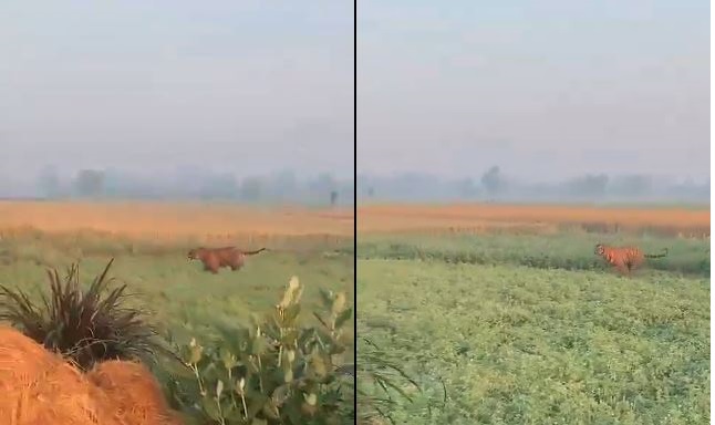 Video Viral- शेर देखना हो तो आइये पीलीभीत के ट्रांस शारदा क्षेत्र में, खेतों में घूमते दिख जायेंगे