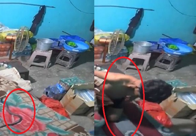 Viral video: रेस्टोरेंट में सो रहे युवक की सांप के डंसने की वजह से मौत, खौफनाक वीडियो देखकर दहल जाएगा दिल