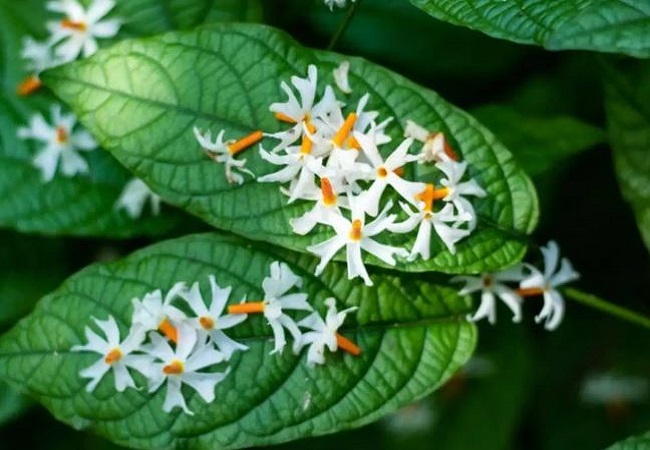 Benefits of Harsingar or Parijat leaves: रात में खिलने वाले इस फूल की पत्तियों में छिपे हैं कई गुण, डायबिटीज से लेकर कई समस्याओं से दिलाता है छुटकारा