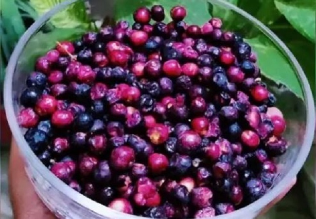 Benefits of eating Phalsa: गर्मियों में खूब बिकने वाले फालसा का सेवन करने से शरीर को होते हैं इतने गजब के फायदें, जानकर आज से ही शुरु कर देंगे खाना
