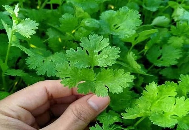 Benefits of green coriander: खाने में स्वाद और खुशबू बढ़ाने वाली हरी धनिया खाने के होते हैं सेहत को कमाल के फायदे
