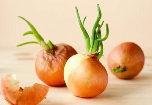 Benefits of eating sprouted onions: खराब समझ कर फेंक देते हैं अंकुरित प्याज, तो जान लें इसका सेवन करने से होता है कितना फायदा