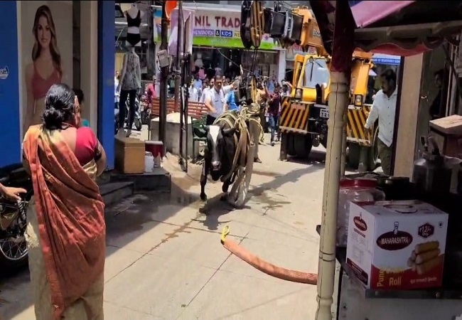 Video Viral – जब आवारा कुत्तों ने दौड़ाया तो जान बचाने के लिए इमारत की तीसरी मंजिल पर चढ़ गई गाय